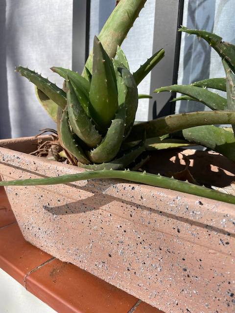 Maceta pintada con efecto mármol
